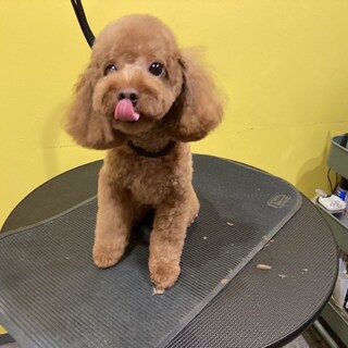 【ワクチン接種済】トイプードル雄 2歳【血統書有】