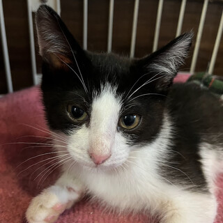 頑張り屋さんのはち