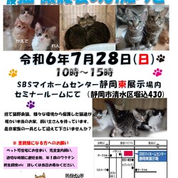 保護ニャンコの譲渡会ｂｙ静岡市清水区