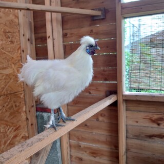 烏骨鶏オス(生後4ヶ月半)の里親の募集