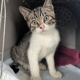 キジ白ボーイ⭐︎