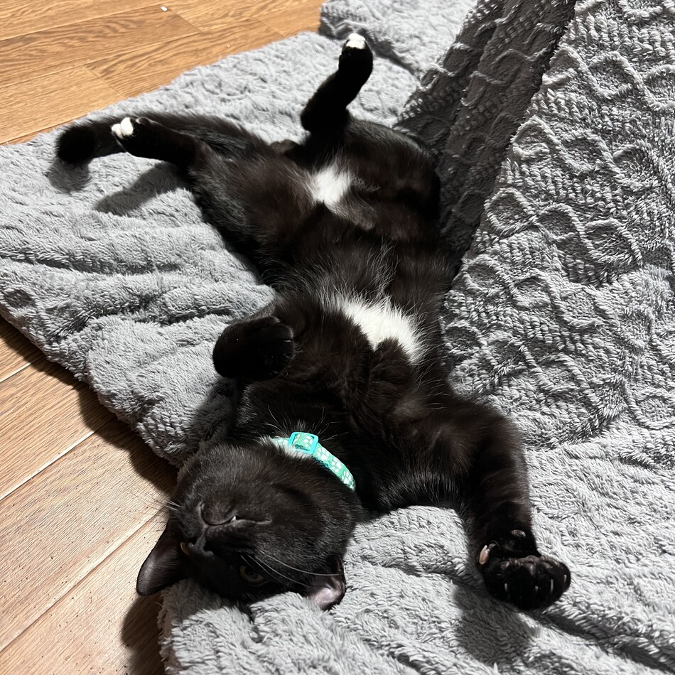 黒猫のカバー写真