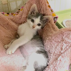 in岡崎市☆子猫たくさん！保護猫をオウチに迎えよう☆2024年7月20日(土)～ちーむ にゃいんず