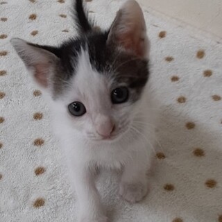 タレ目推し必見！甘えん坊ボーイ約1ヶ月