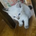里親さん募集してます