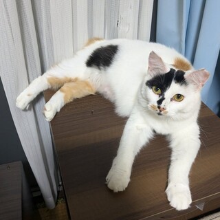 ３　ちひろちゃん（三毛猫）