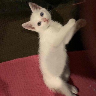 オッドアイの白猫ちゃん