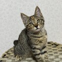 キジ猫ちゃん
