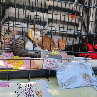 【動画有】わちゃわちゃ小さな怪獣達〜４匹います★