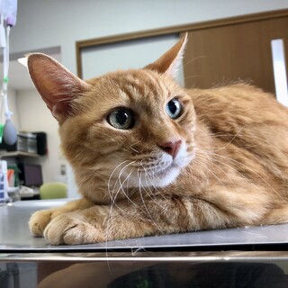 シニア猫あずきくん、急募です！！