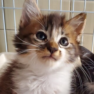 ふわふわ子猫　ぱるむくん★