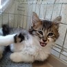 ふわふわ子猫　ぱるむくん★ サムネイル2