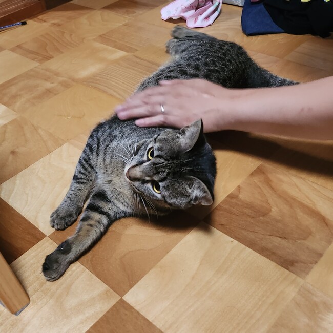 なかむむらのカバー写真