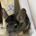 チンチラ3匹の里親募集です