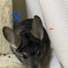チンチラ3匹の里親募集です サムネイル2