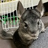 チンチラ3匹の里親募集です サムネイル3