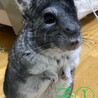 チンチラ3匹の里親募集です サムネイル4
