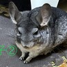 チンチラ3匹の里親募集です サムネイル5