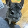 チンチラ3匹の里親募集です サムネイル6