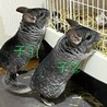 チンチラ3匹の里親募集です サムネイル7