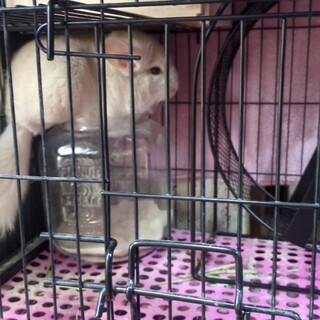 チンチラ　ホワイト　里親様募集中！