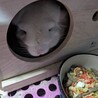 チンチラ　ホワイト　里親様募集中！ サムネイル2