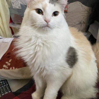 穏やかな甘えん坊の美人猫です！