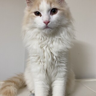 シュッとした顔とクルッとしたお耳のイケメン猫です！