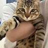 キリッとおめめでかっこいい♡