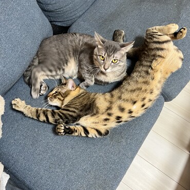 お腹がヒョウ柄なの！