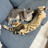 お腹がヒョウ柄なの！