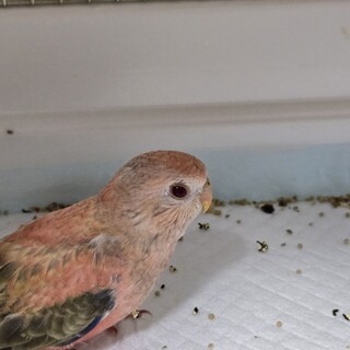 里親様決定いたしました。ありがとうございました