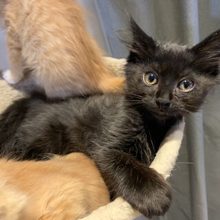 黒猫の子猫です