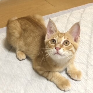 フレッシュ茶トラ王子3か月（糸島市）