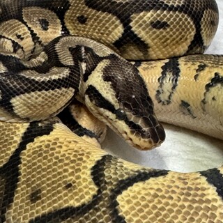 ボールパイソン　パステル