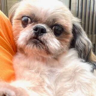 ★シニアにチャンスを★リアちゃん★シーズー★