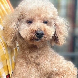 ★シニアにチャンスを★ポルト★トイプー★