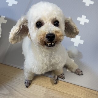 愛嬌満点、シフォンちゃん