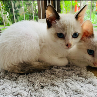 ブルーアイのシャム顔の女の子保護しました