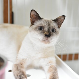 ごろすり猫のさびたま