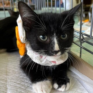 黒色、鼻に白色のチャームポイント3ヶ月