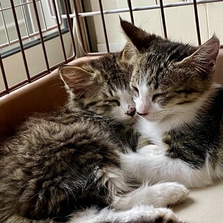 キジ白子猫ちゃんの里親募集！生後3ヶ月ほど