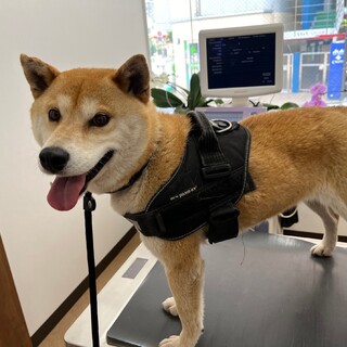おっとり穏やかな柴犬　サクラちゃん