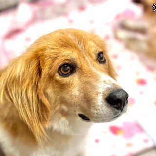 綺麗な茶色の瞳！ショコラ君