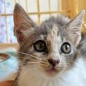 パステル三毛猫の子猫ちゃんです