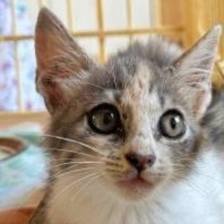 パステル三毛猫の子猫ちゃんです