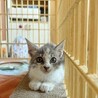 パステル三毛猫の子猫ちゃんです サムネイル2