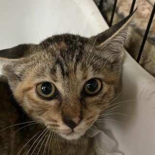 7ヶ月　麦わら猫　美猫の　梅ちゃん