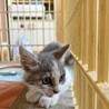 パステル三毛猫の子猫ちゃんです サムネイル4