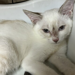 4ヶ月　シャム系猫　美猫の　夏ちゃん
